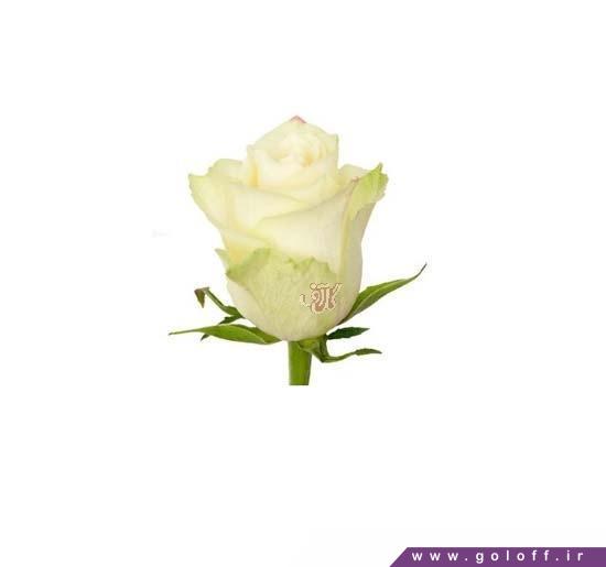 یک شاخه گل رز - گل رز هلندی تیبت - Rose | گل آف